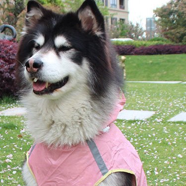 Big Dog Cloak Raincoat.jpg