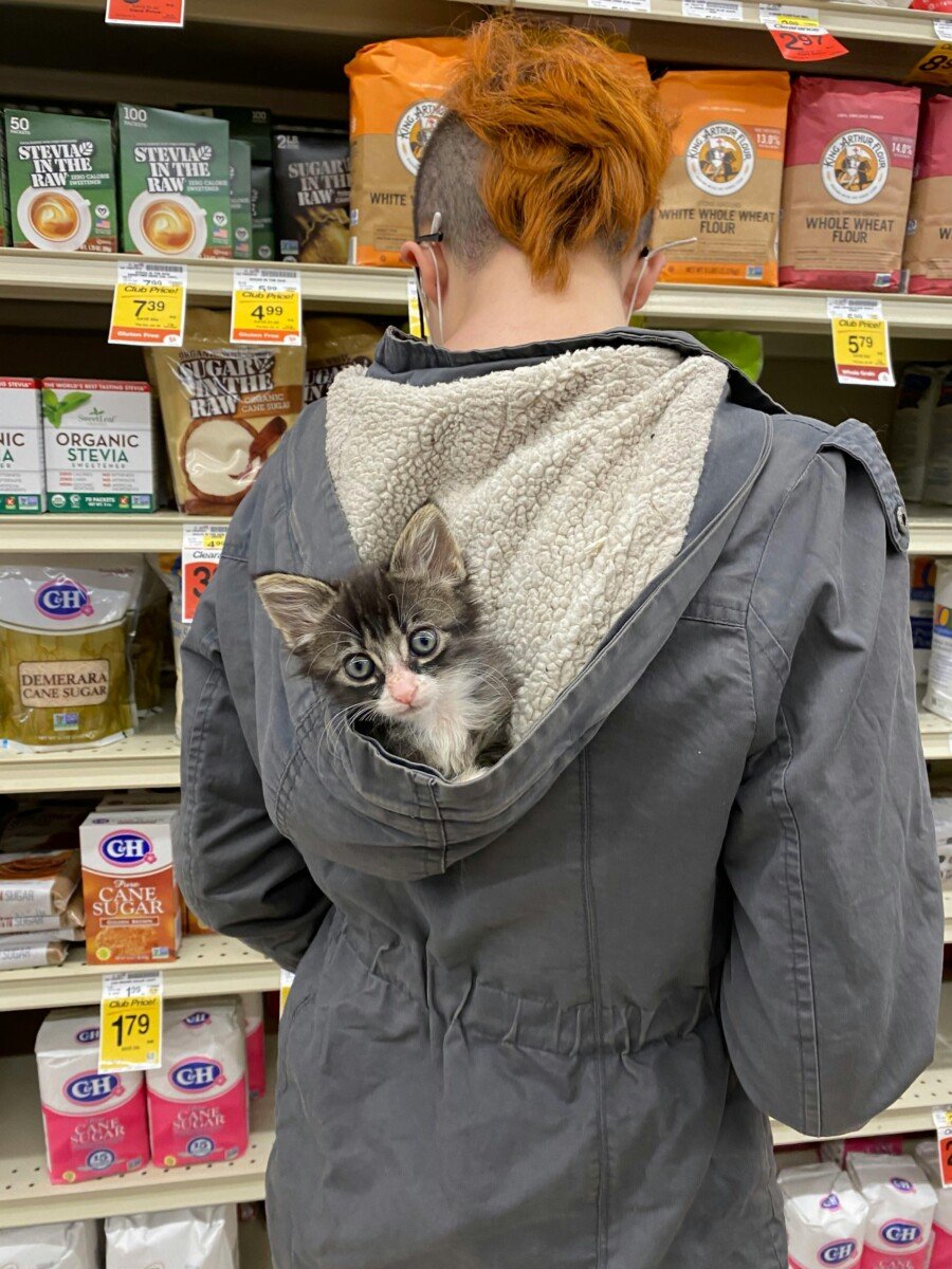 Cute kitten peeking from a jacket pocket in a grocery store, Salem, Oregon.